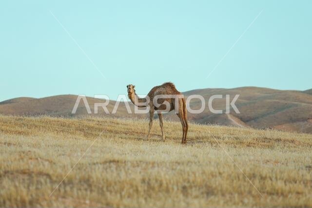 Camel standing on Desert land at Sunrise.
