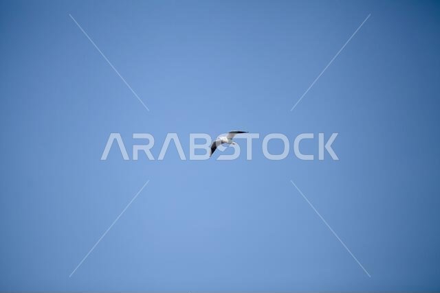ثقافة جميلة في دبي