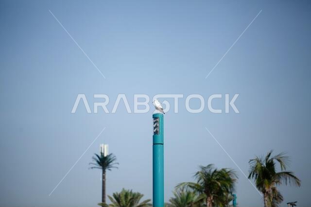 ثقافة جميلة في دبي