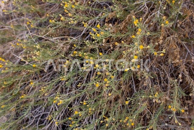 Blooming arfaj (Rhanterium eppaposum) from Saudi Arabia