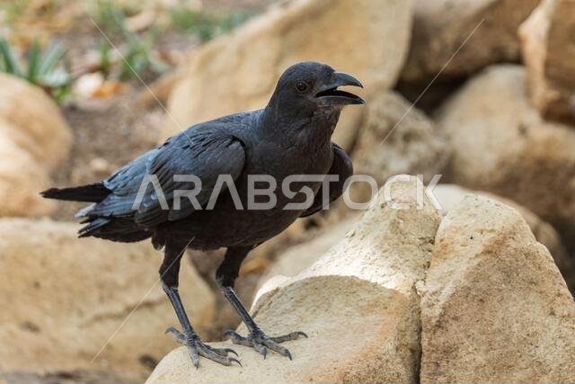 Fan-tailed Raven - Corvus rhipidurus, large black passerine bird from Horn of Africa woodlands and forests, Ethiopia.