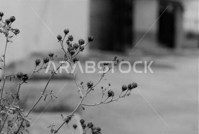 plants