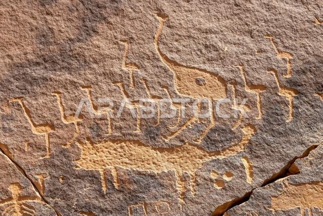 Petroglyphic images of ostrich and wolf on the Graffiti Rock (Qaryat al Asba), Musayqirah, Riyadh Province, Saudi Arabia