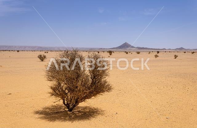 A desert landscape with acacia trees and shrubs, Saudi Arabia