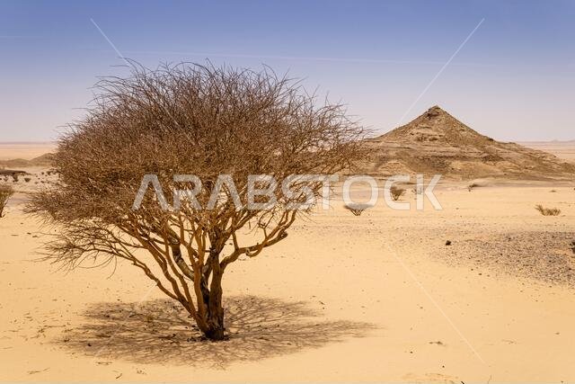 A desert landscape with acacia trees and shrubs, Saudi Arabia