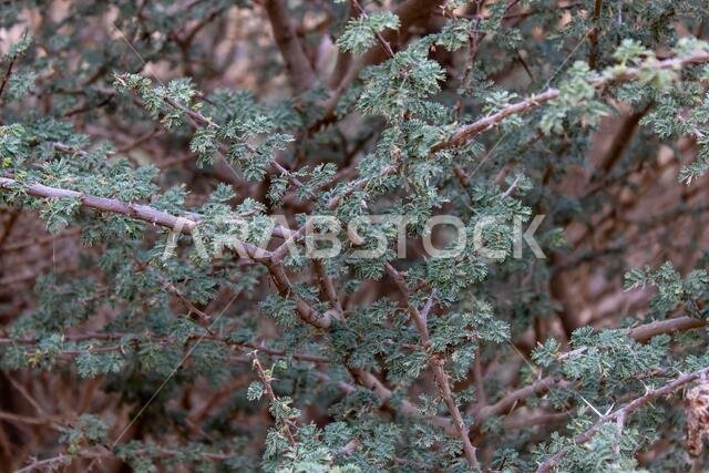Branches and leaves of an acacia tree from the desert of Saudi Arabia