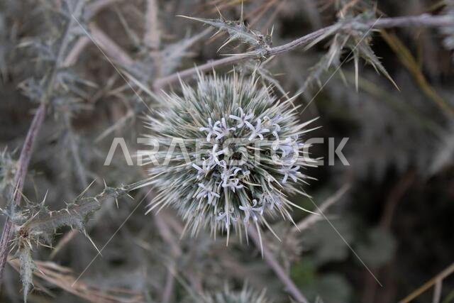صورة مقرّبة لنورة زهرة نبات الإكينوبس (Echinops spinosissimus) وهي في طور الإزهار الجزئي