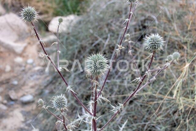 Echinops (Echinops spinosissimus) with fully formed inflorescences before blooming