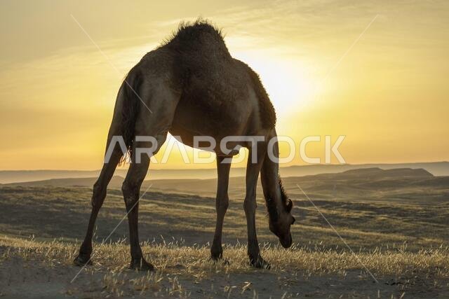 Camel standing on Desert land at Sunrise.