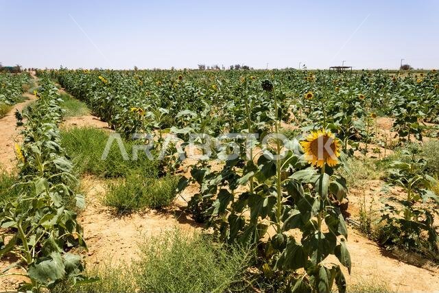A sunflower field in Khafs Daghrah, an agricultural area of Saudi Arabia