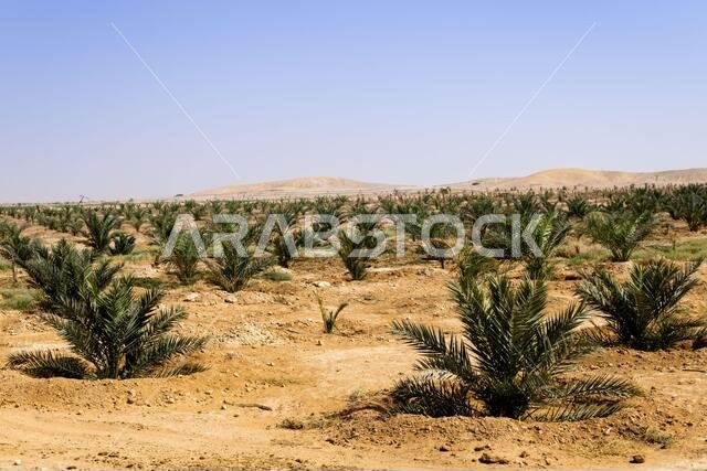 A farm with young date palm trees in Khafs Daghrah, an agricultural area of Saudi Arabia