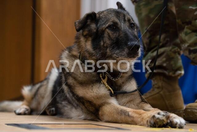 U.S. Air Force Military Working Dog Carla lies down next to her handler at her retirement ceremony at the base theater on Spangdahlem Air Base, Germany, June 3, 2021. During her time serving as a military working dog, Carla was deployed to Saudi Arabia and Kenya, and her service includes multiple U.S. Secret Service missions protecting high-ranking U.S. government officials. U.S. Air Force Military Working Dog Carla lies down next to her handler at her retirement ceremony at the base theater on Spangdahlem Air Base, Germany, June 3, 2021. During her time serving as a military working dog, Carla was deployed to Saudi Arabia and Kenya, and her service includes multiple U.S. Secret Service missions protecting high-ranking U.S. government officials.