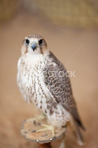 الصقر الشاهين (Falco Peregrinus) المستخدم للصيد في صحراء المملكة العربية السعودية