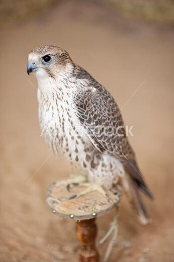 Peregrine falcon (Falco Peregrinus) used for hunting in the desert in Saudi Arabia