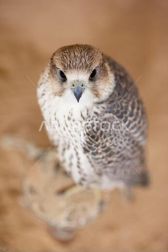 Peregrine falcon (Falco Peregrinus) used for hunting in the desert in Saudi Arabia