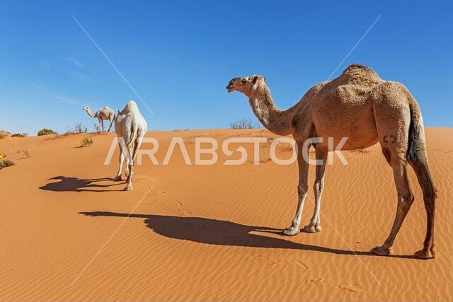 Three camels in the desert, Saudi Arabia