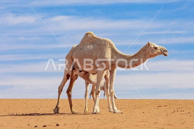 Young camel suckling its mother in the desert, Saudi Arabia