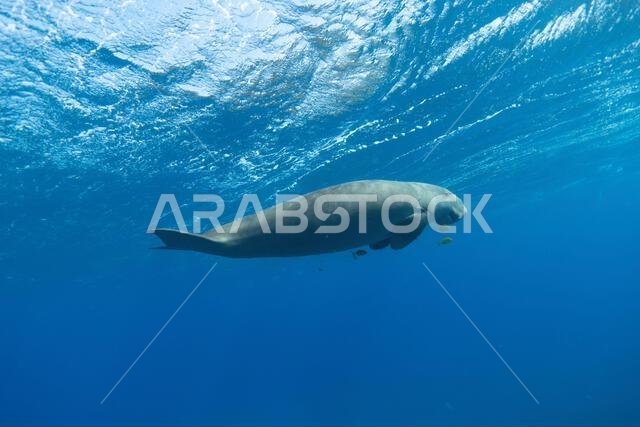 الأطوم يسبح تحت الماء.. بقرة البحر (Dugong dugon)