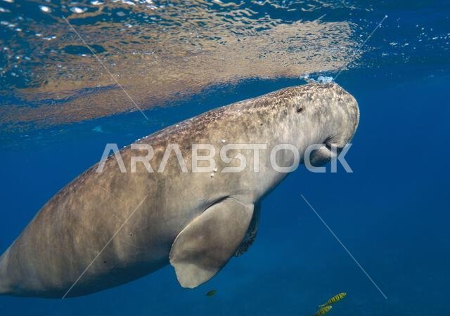 Dugong breathes. Sea cow (Dugong dugon)
