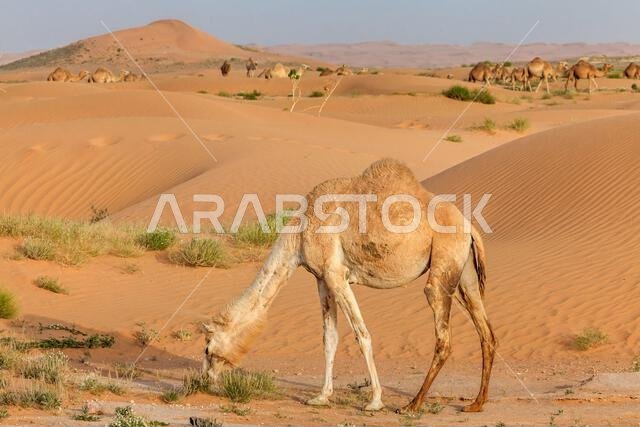 جمل وحيد يرعى في الصحراء، المملكة العربية السعودية