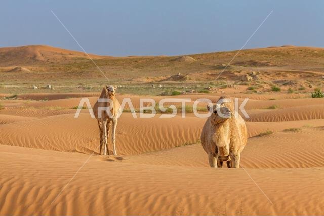 جملان يسيران عبر الكثبان الرملية في الصحراء، المملكة العربية السعودية جملان يسيران عبر الكثبان الرملية في الصحراء، المملكة العربية السعودية