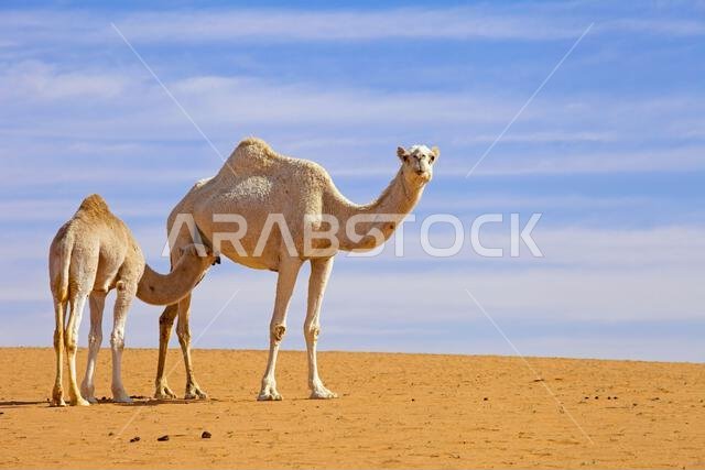 عجل جمل يرضع من بقرة جمل، المملكة العربية السعودية