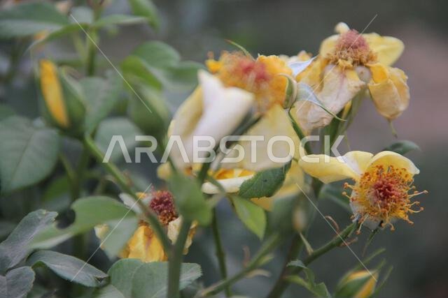 Various pictures of nature and charming beauty in the south of the Kingdom of Saudi Arabia, abha . alnumas,