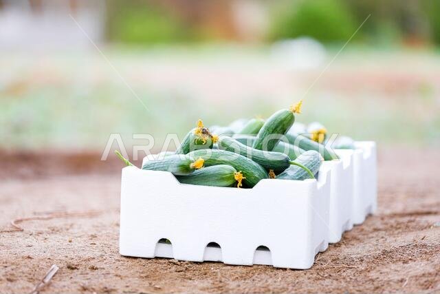 الأراضي الزراعية السعودية