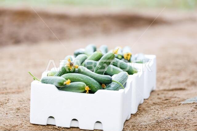 Saudi Arabian farm land