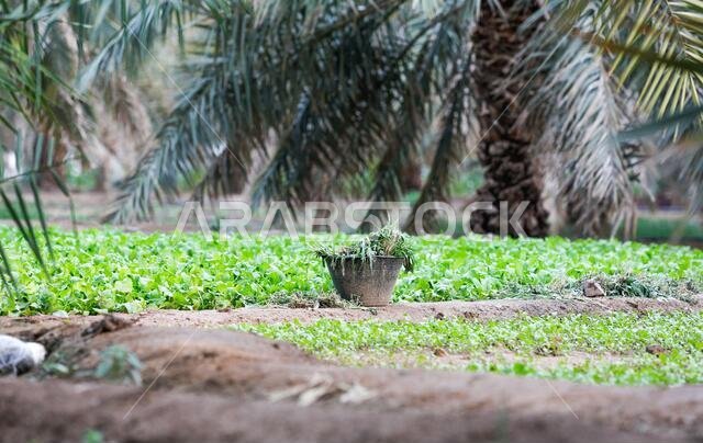 Saudi Arabian farm land