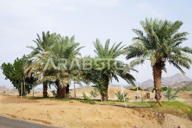 البيت القديم في ينبع النخل، المنطقة التاريخية، المملكة العربية السعودية
