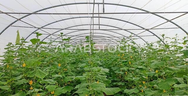الأراضي الزراعية السعودية