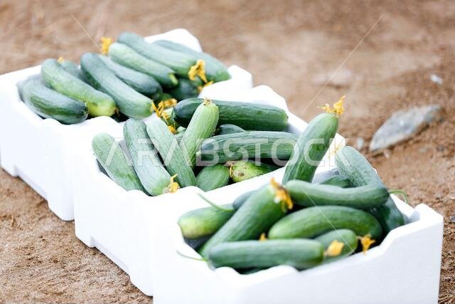 Saudi Arabian farm land
