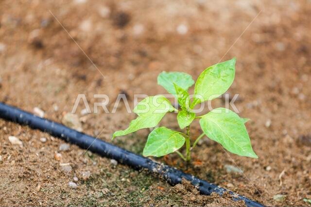 Saudi Arabian farm land