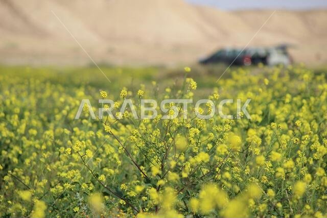 Yellow Flowers