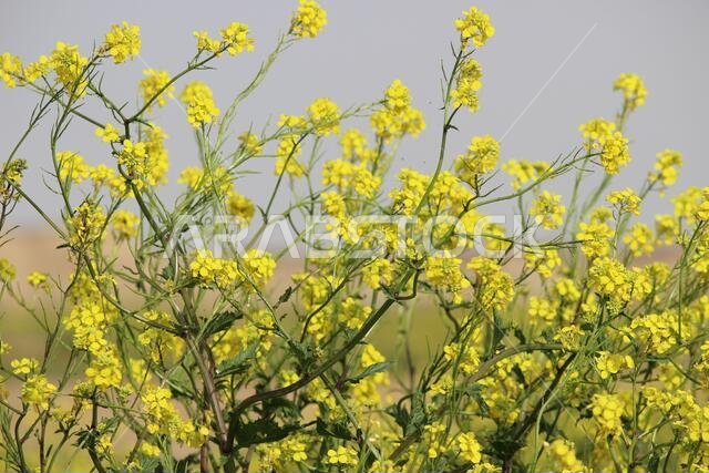 Yellow Flowers