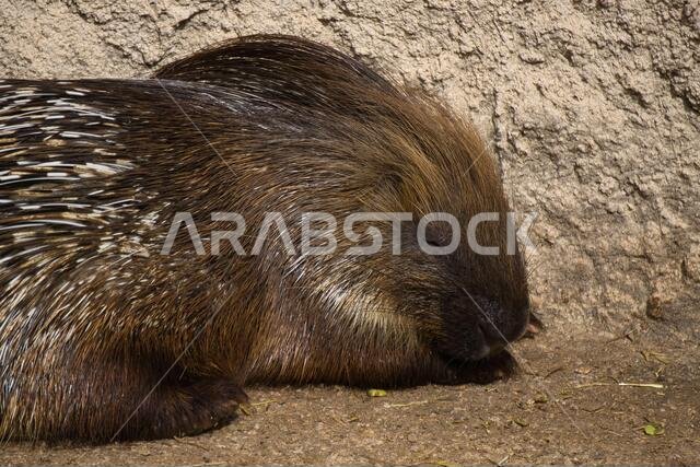 porcupine in a natural park and animal reserve, located in the Sierra de Aitana, Alicante, Spain. rodent