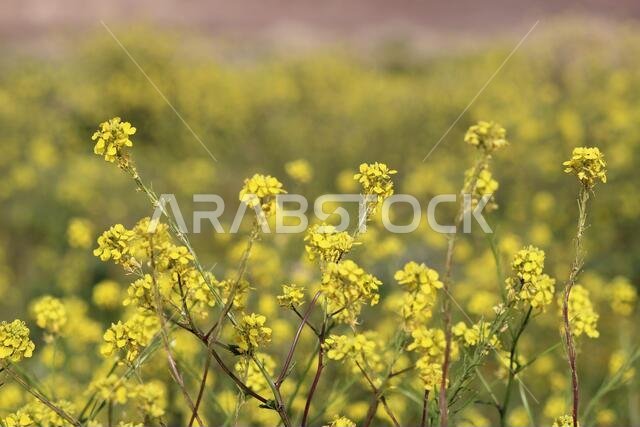 Yellow Flowers