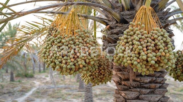 صورة خلفية لمزرعة نخيل في الشرق الأوسط. مزرعة نخيل