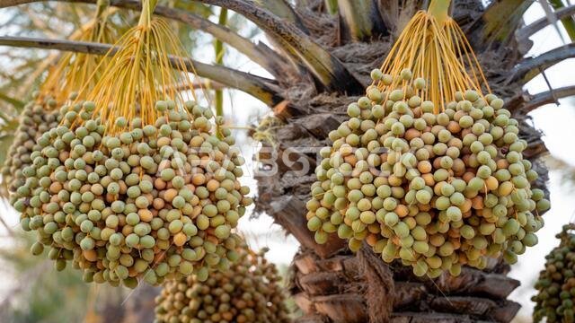 Background image of date plantation in the middle east. Date plantation