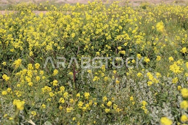 Yellow Flowers