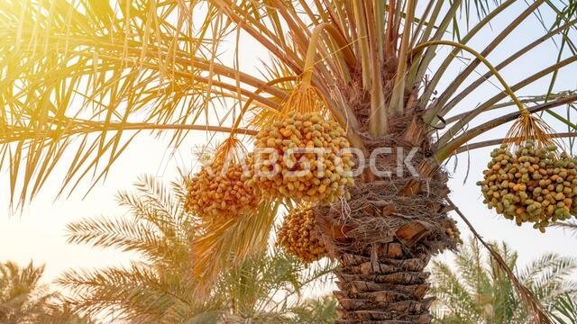 Plantation of date palms. Tropical agriculture industry in the Middle East.