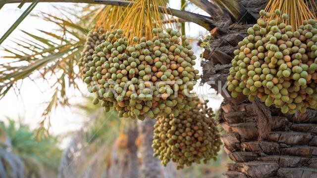صورة خلفية لمزرعة نخيل في الشرق الأوسط. مزرعة نخيل