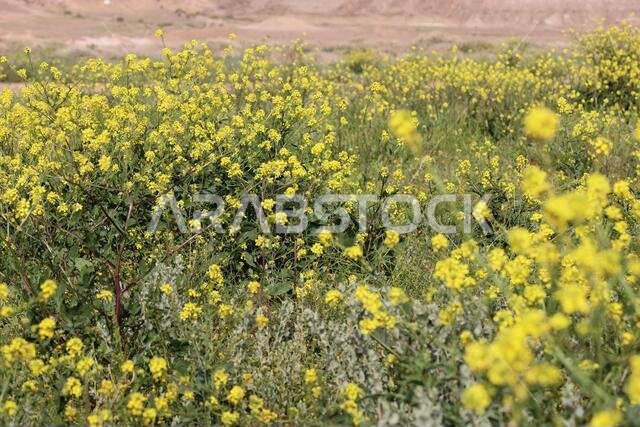 Yellow Flowers