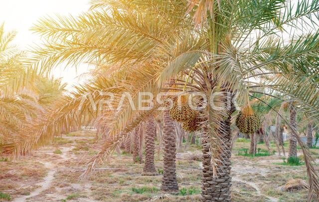 Plantation of date palms. Tropical agriculture industry in the Middle East.
