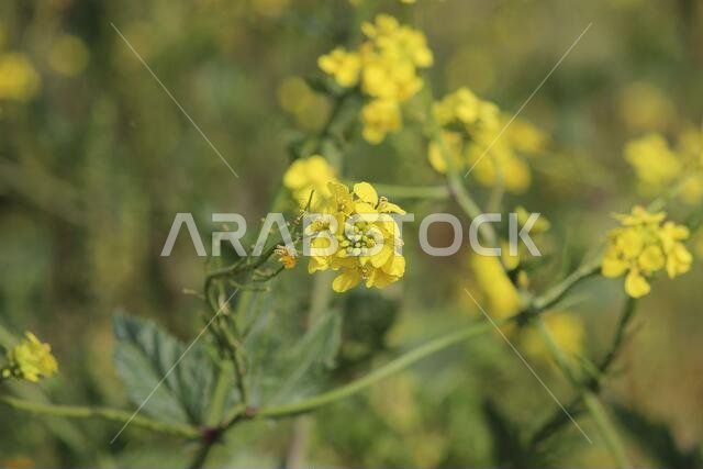 Yellow Flowers