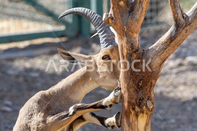 أنثى الوعل النوبي (capra nubiana) تأكل من شجرة عن قرب. أنثى الوعل النوبي (capra nubiana) تأكل من شجرة عن قرب.