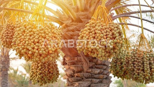 Background image of date plantation in the middle east. Date plantation