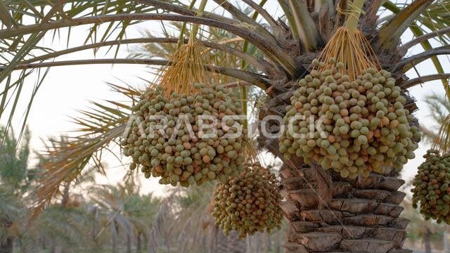 صورة خلفية لمزرعة نخيل في الشرق الأوسط. مزرعة نخيل صورة خلفية لمزرعة نخيل في الشرق الأوسط. مزرعة نخيل