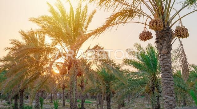 زراعة أشجار النخيل. صناعة الزراعة الاستوائية في الشرق الأوسط.